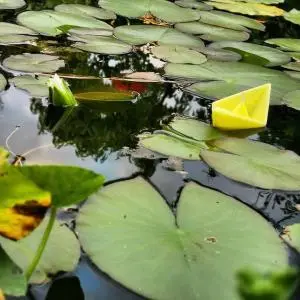 Świece pływające origami w oczku wodnym