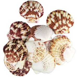 Muszle morskie ozdobne naturalne śr 4-6cm 100g Jude Scallop