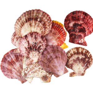 Muszle morskie ozdobne naturalne śr 5-6cm 100g Pecten Glorios