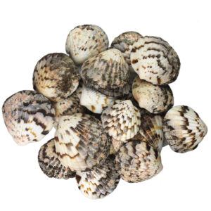 Muszle morskie ozdobne naturalne śr 3-4cm 100g Pecten Plica