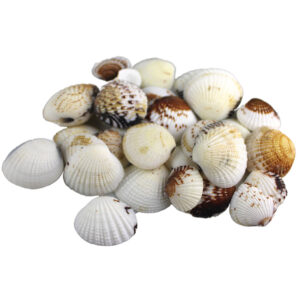 Muszle dekoracyjne morskie Muszle Balisa 100g