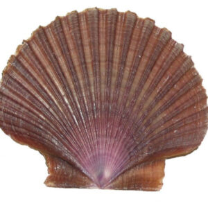Muszle muszelki morskie naturalne Muszle Copa Flat 100g