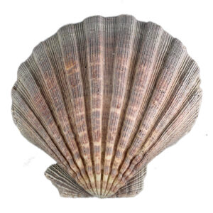 Muszla naturalna morska duża Muszla Pecten Subnodosus 1 szt